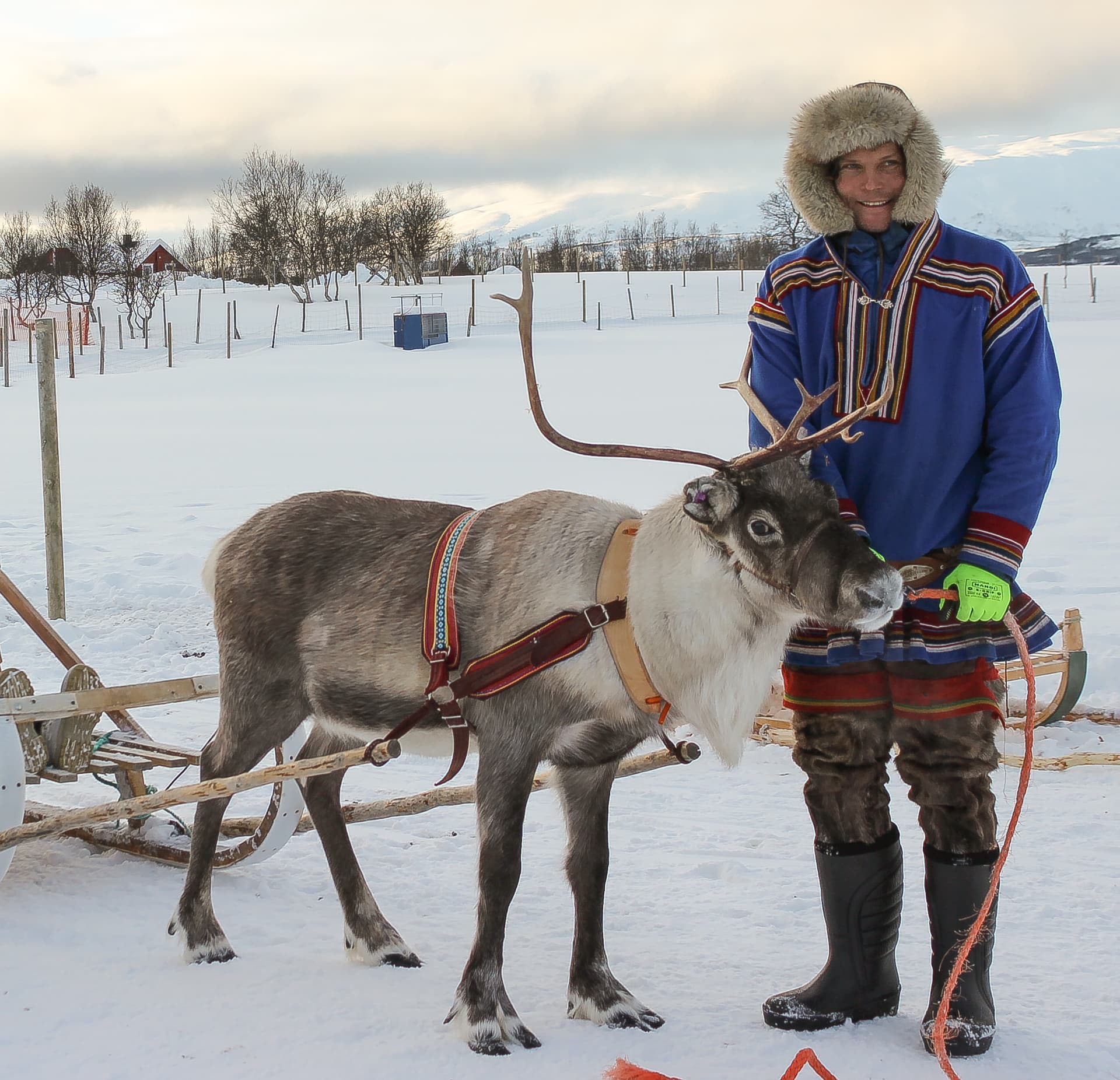 Sámi herder in gákti with a harnessed reindeer and sled at our camp
