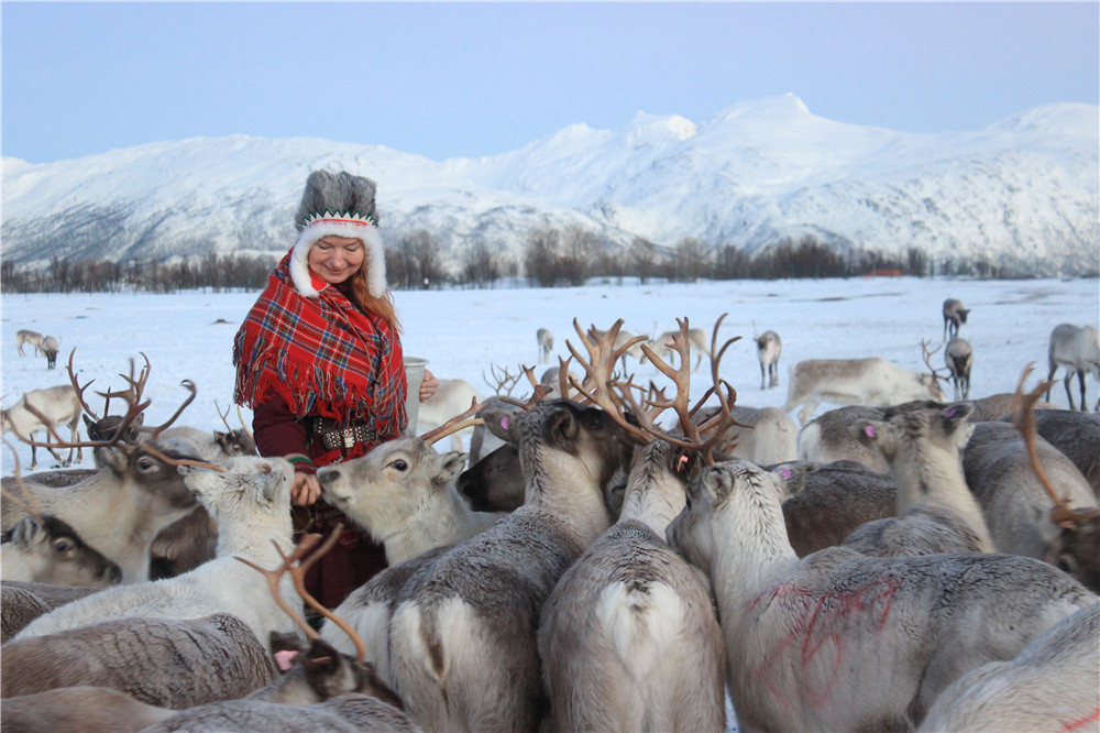Reindeer Feeding & Sámi Culture Express